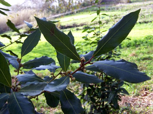 Polas veigas da Curxeira (febreiro 2014).