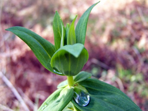 Polas veigas da Curxeira (febreiro 2014).