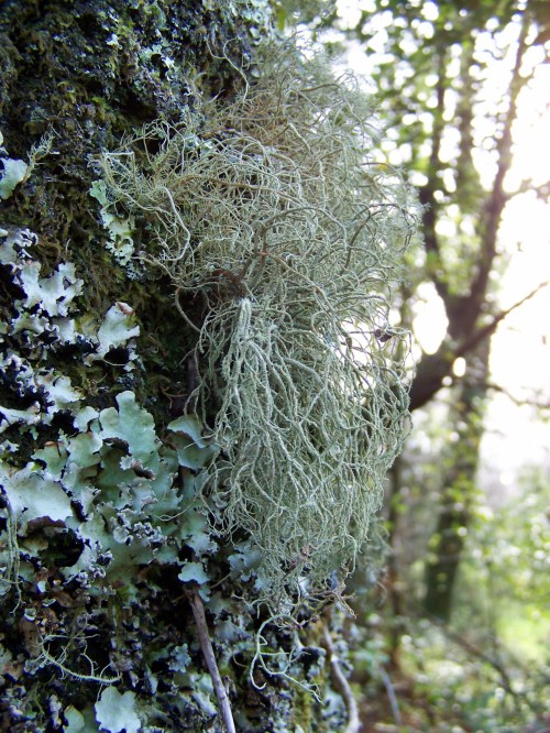 Polas veigas da Curxeira (febreiro 2014).