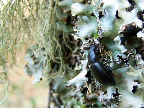 Polas veigas da Curxeira (febreiro 2014).