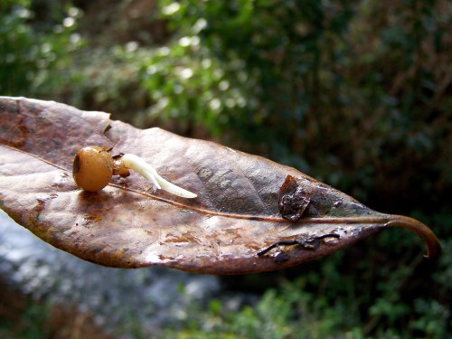 Polas veigas da Curxeira (febreiro 2014).