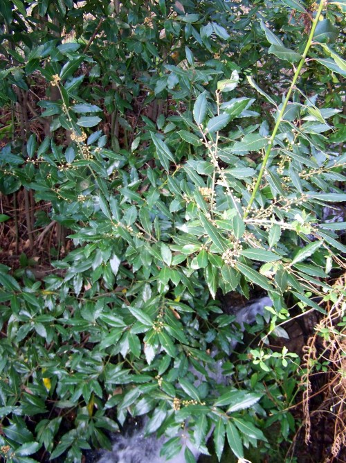 Polas veigas da Curxeira (febreiro 2014).