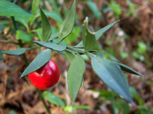 Polas veigas da Curxeira (febreiro 2014).