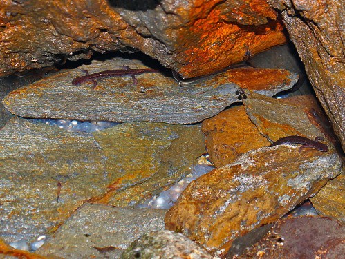 Saramaganta rabilonga no Monte Pituco (Foto: JCE).