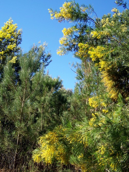 Acacias no monte de Salcedo, preto da Fonte da Prata.