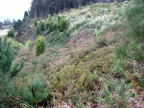 Broza excesiva no recheo da Variante.