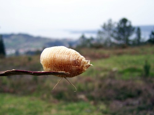 Ooteca de barbantesa.