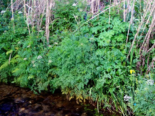 Flora do río Lameira, no Sequelo.