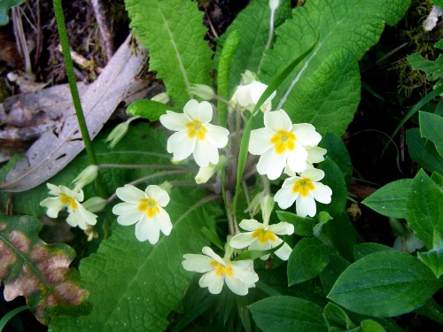 Prímula acaulis, coñecida como primavera, preto do Lameira.