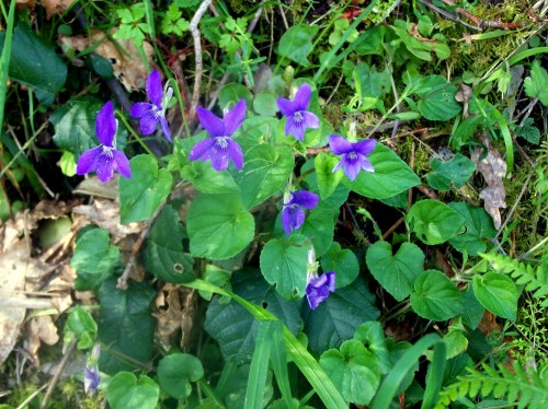 Flores do xénero das violáceas, preto do Lameira.