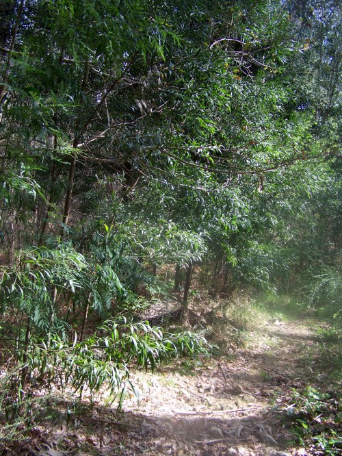 A senda do Lameira, un acacial.