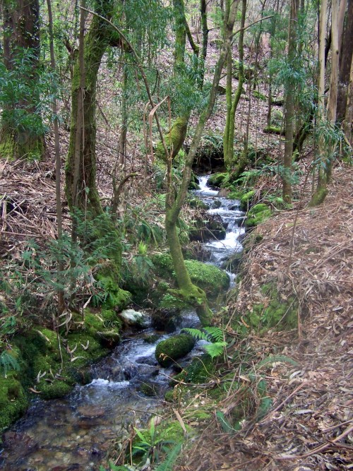 Hacia Castiñeiras seguindo a senda do Lameira.