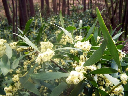 As acacias invaden a senda do Lameira.