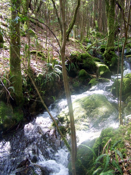 Hacia Castiñeiras seguindo a senda do Lameira.