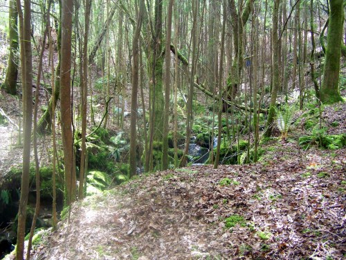 Hacia Castiñeiras seguindo a senda do Lameira.