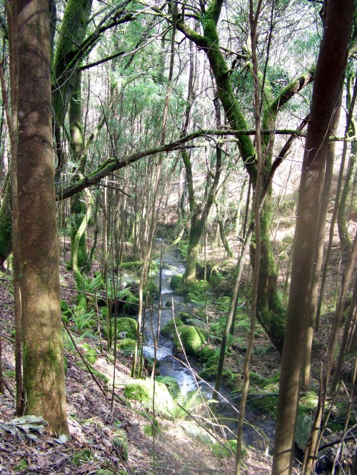Hacia Castiñeiras seguindo a senda do Lameira.