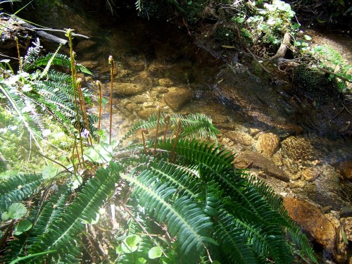 Hacia Castiñeiras seguindo a senda do Lameira.
