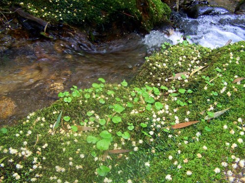 Hacia Castiñeiras seguindo a senda do Lameira.