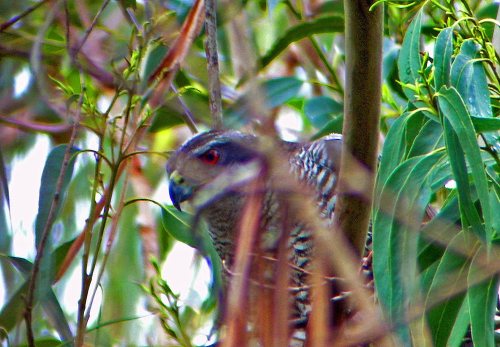 Azor femia que habita na zona do Monte Pituco.