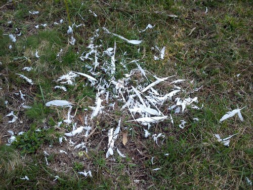 Desplumadeiro  no Monte Pituco.