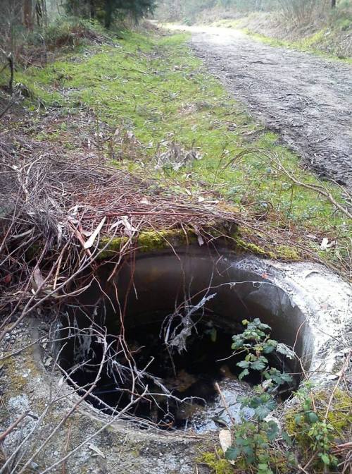 Pozo aberto na pista forestal do Pituco.