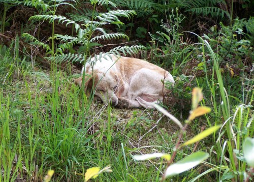 Cadela abandonada na Variante.
