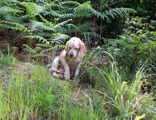 Cadela abandonada na Variante.