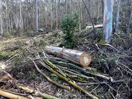 Tala de madeira a carón dos petroglifos da Carrasca (foto, Paulo Troitiño).