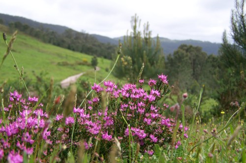 Val do Pornedo, afectado polo Plan Sectorial de Ordenación de Áreas Empresariais da Xunta.