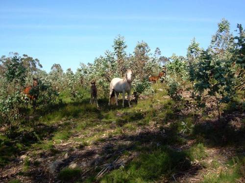 Paseo a cabalo polo Monte Pituco (fotos, Tere Ponce).