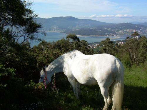 Paseo a cabalo polo Monte Pituco (fotos, Tere Ponce).