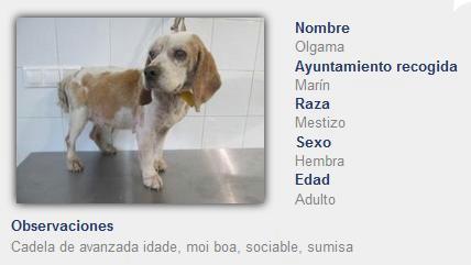 Olgama, en adopción no CAAN da Deputación.