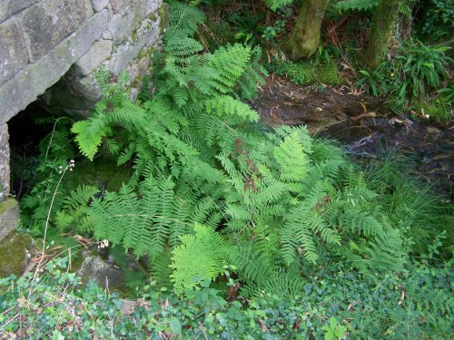 Muíño no Río da Fraga, Moaña.