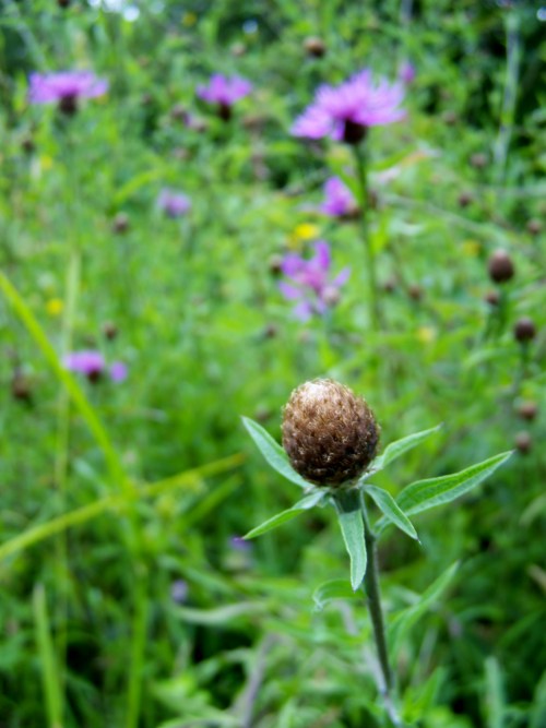 Centaurea, Montes de Meira, Moaña.