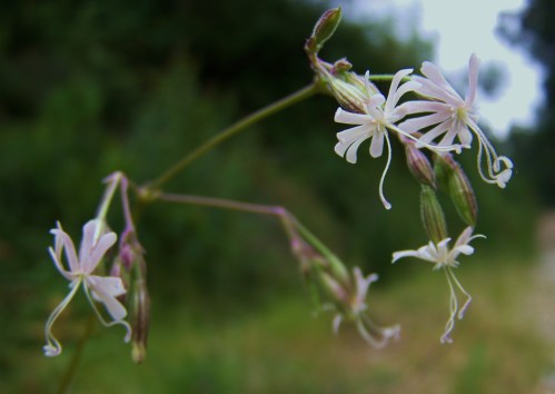 Silene.