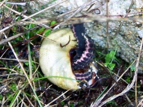 Larva de vagalume (verme de luz).