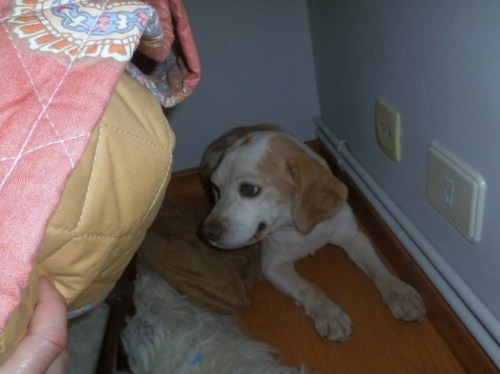 Xesta no seu novo fogar.