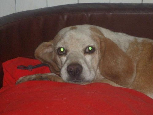 Xesta no seu novo fogar.