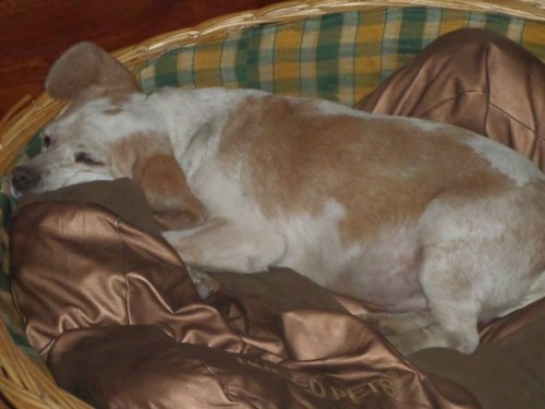 Xesta no seu novo fogar.