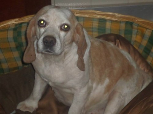 Xesta no seu novo fogar.