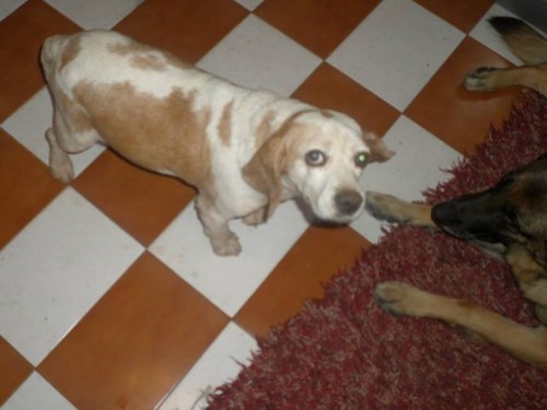 Xesta no seu novo fogar.