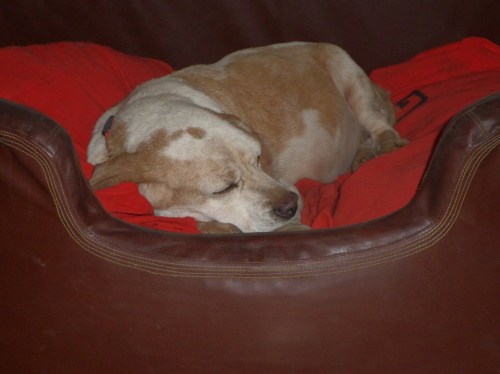 Xesta no seu novo fogar.