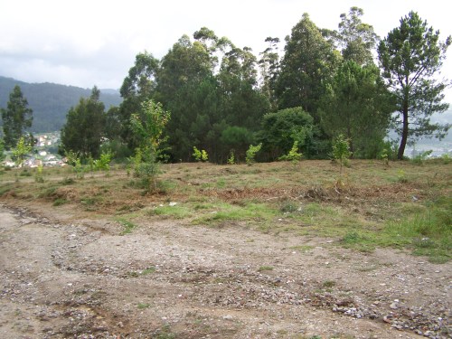 Desbrozada parte da zona afectada polo proxecto de polígono industrial.