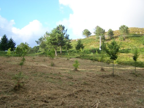 Desbrozada parte da zona afectada polo proxecto de polígono industrial.