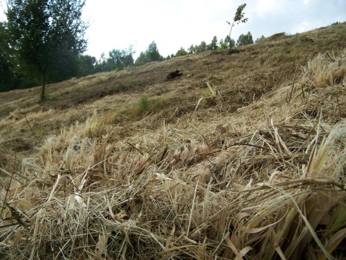 Unha vez máis, as herbas da Pampa, rozadas en vez de arrincadas de raíz.