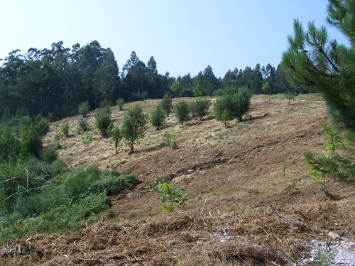 Recheo da Variante. Zona afectada polo proxecto do polígono.