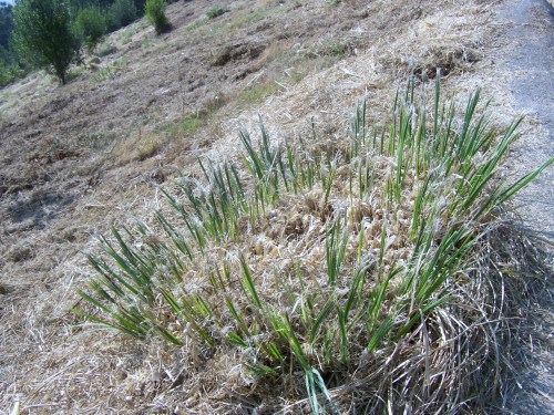 A herba da Pampa volve agromar aos poucos días de que fose cortada.