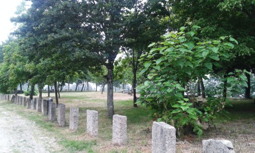 Desbrozada a arboreda do Pituco.