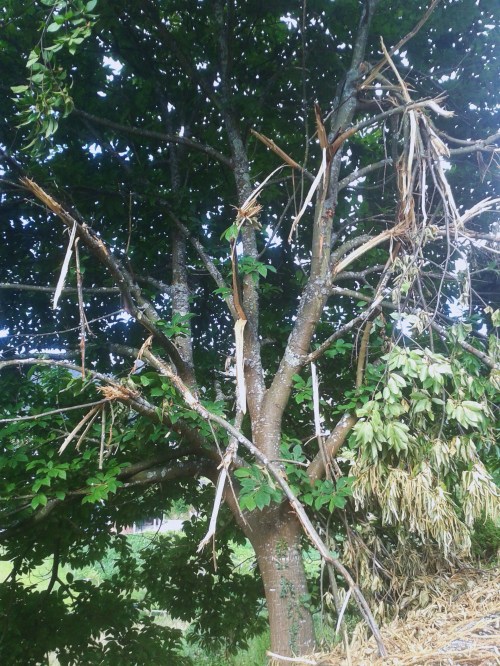 Castiñeiro destrozado no lugar de A Roza.