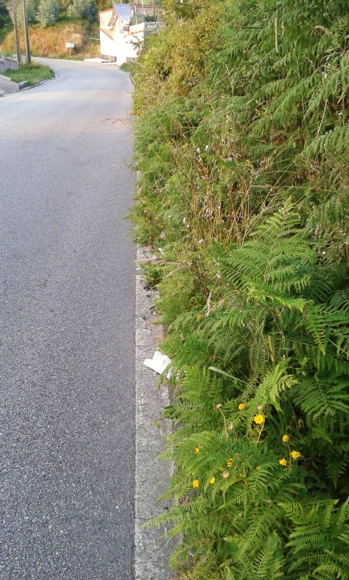 A vexetación invade a beiravía na Bouza.